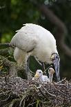 USA, Florida, St. Augustine Alligator Farm wild Wood stork.-Connie Bransilver-Photographic Print