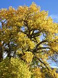 USA, New Mexico. Jemez Mountains Fall Foliage.-Connie Bransilver-Photographic Print