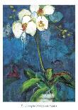 Phalaenopsis II-Connie Tunick-Art Print