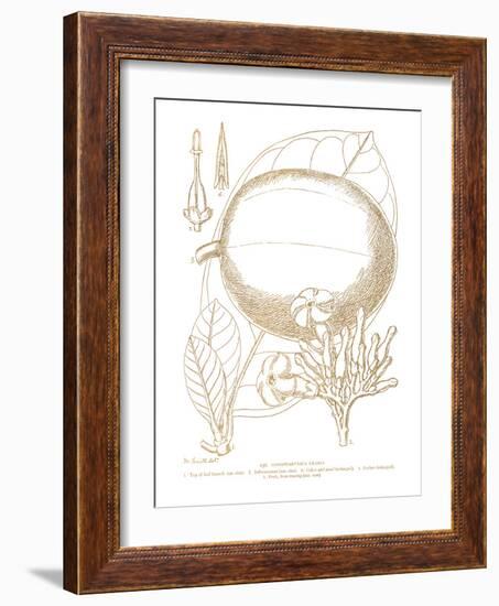 Conopharyngia Crassa-Maria Mendez-Framed Giclee Print