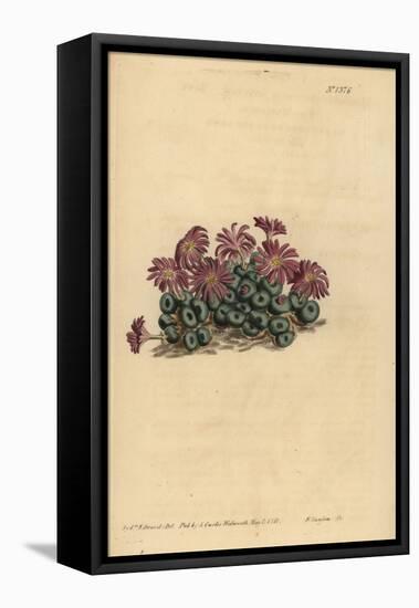 Conophytum Minutum (Tiny Fig-Marigold, Mesembryanthemum Minutum)-Sydenham Teast Edwards-Framed Premier Image Canvas