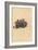 Conophytum Minutum (Tiny Fig-Marigold, Mesembryanthemum Minutum)-Sydenham Teast Edwards-Framed Giclee Print
