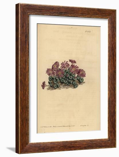 Conophytum Minutum (Tiny Fig-Marigold, Mesembryanthemum Minutum)-Sydenham Teast Edwards-Framed Giclee Print