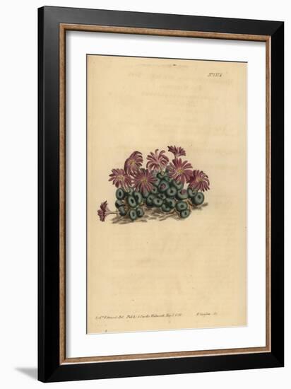 Conophytum Minutum (Tiny Fig-Marigold, Mesembryanthemum Minutum)-Sydenham Teast Edwards-Framed Giclee Print