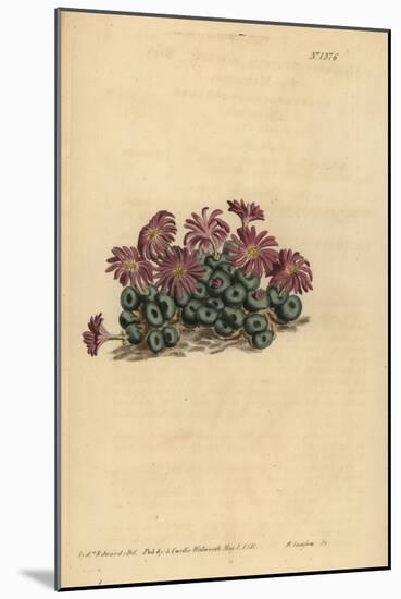 Conophytum Minutum (Tiny Fig-Marigold, Mesembryanthemum Minutum)-Sydenham Teast Edwards-Mounted Giclee Print
