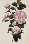 Camellia.  from 'The Botanical Cabinet, Consisting of Coloured Delineations of Plants from All…-Conrad Loddiges-Giclee Print