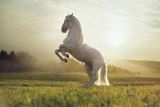 Beautiful White Horse-conrado-Photographic Print