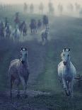 Horse On Freedom-conrado-Photographic Print