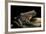 Conraua Goliath (Giant Frog)-Paul Starosta-Framed Photographic Print