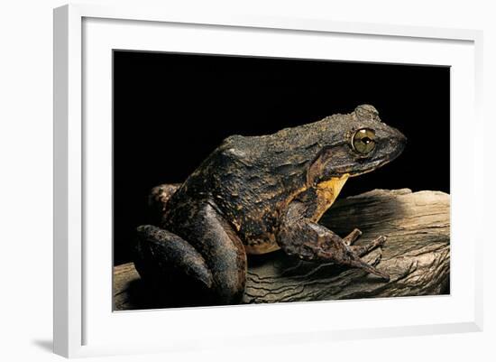 Conraua Goliath (Giant Frog)-Paul Starosta-Framed Photographic Print