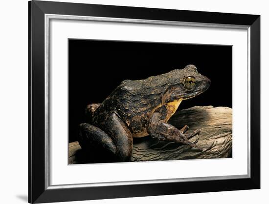 Conraua Goliath (Giant Frog)-Paul Starosta-Framed Photographic Print