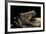 Conraua Goliath (Giant Frog)-Paul Starosta-Framed Photographic Print