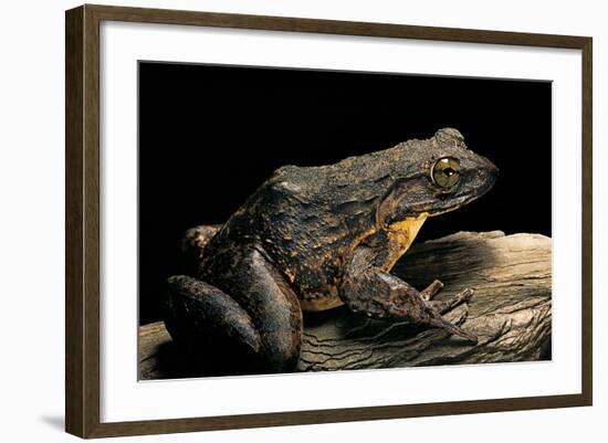 Conraua Goliath (Giant Frog)-Paul Starosta-Framed Photographic Print