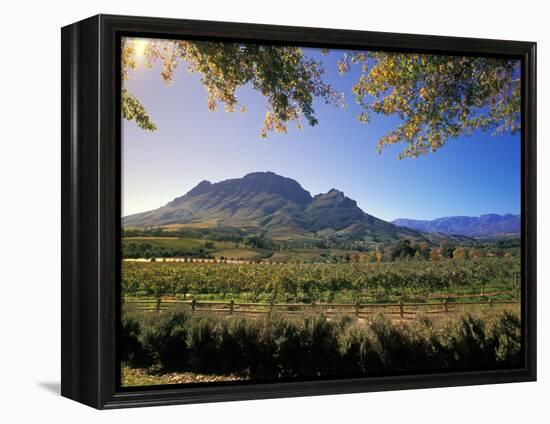 Constantia Wineries, Cape Town, South Africa-Michele Westmorland-Framed Premier Image Canvas