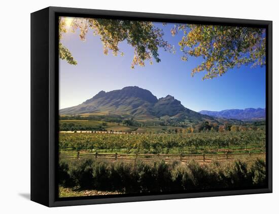 Constantia Wineries, Cape Town, South Africa-Michele Westmorland-Framed Premier Image Canvas