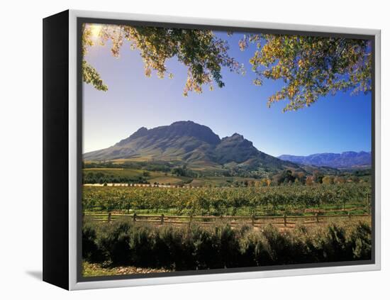 Constantia Wineries, Cape Town, South Africa-Michele Westmorland-Framed Premier Image Canvas