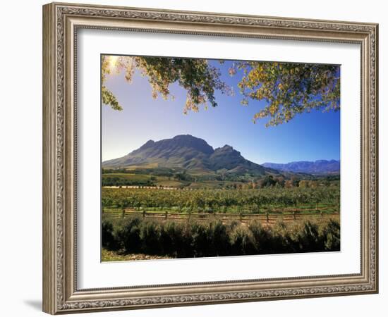 Constantia Wineries, Cape Town, South Africa-Michele Westmorland-Framed Photographic Print