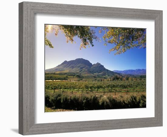 Constantia Wineries, Cape Town, South Africa-Michele Westmorland-Framed Photographic Print