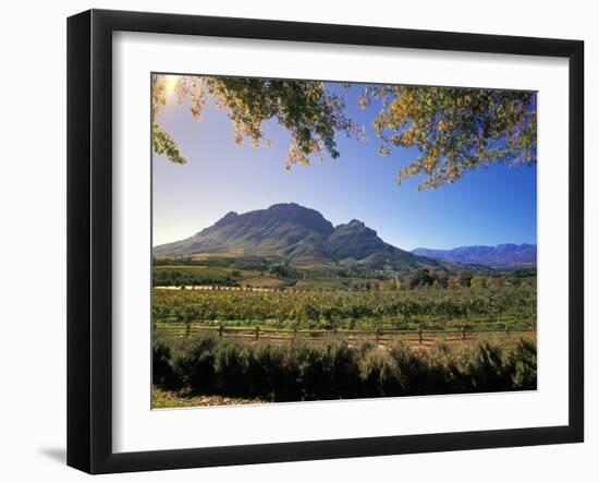 Constantia Wineries, Cape Town, South Africa-Michele Westmorland-Framed Photographic Print