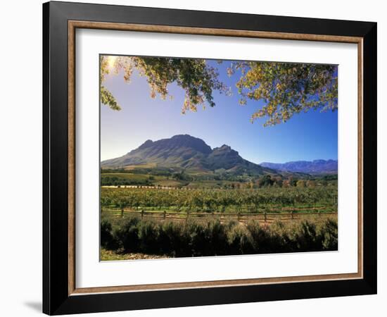 Constantia Wineries, Cape Town, South Africa-Michele Westmorland-Framed Photographic Print