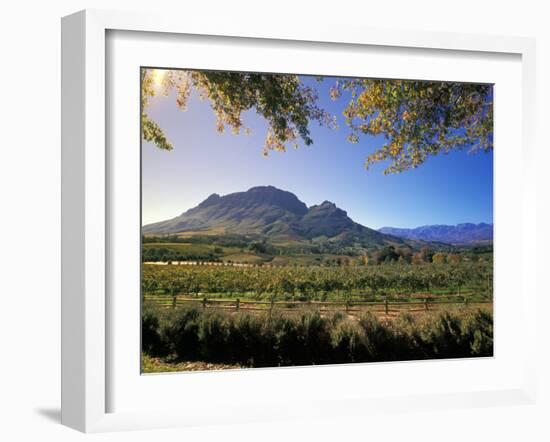 Constantia Wineries, Cape Town, South Africa-Michele Westmorland-Framed Photographic Print