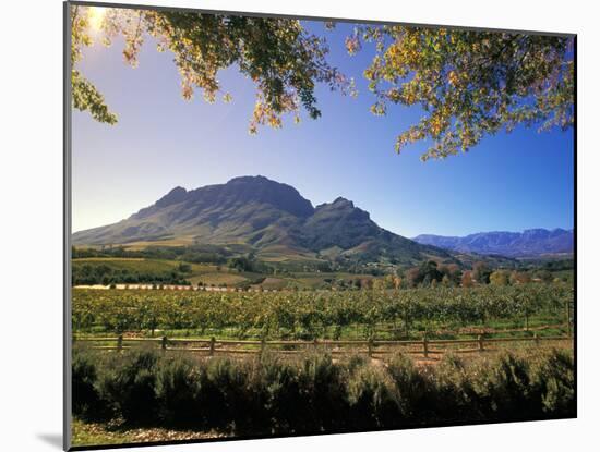 Constantia Wineries, Cape Town, South Africa-Michele Westmorland-Mounted Photographic Print