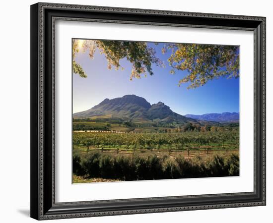 Constantia Wineries, Cape Town, South Africa-Michele Westmorland-Framed Photographic Print