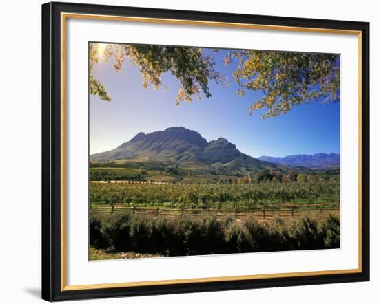 Constantia Wineries, Cape Town, South Africa-Michele Westmorland-Framed Photographic Print