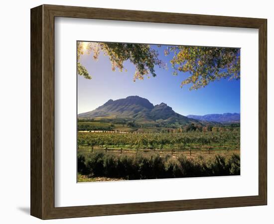 Constantia Wineries, Cape Town, South Africa-Michele Westmorland-Framed Photographic Print