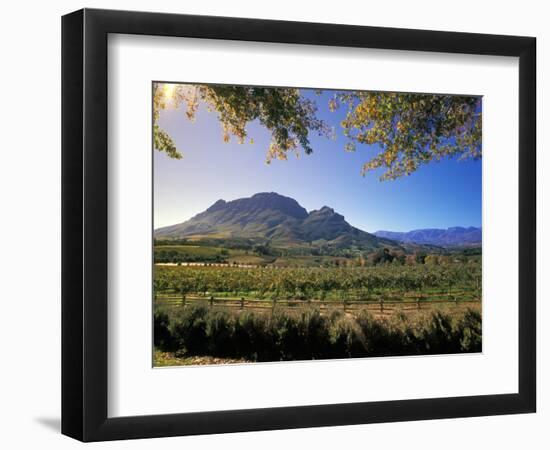 Constantia Wineries, Cape Town, South Africa-Michele Westmorland-Framed Photographic Print