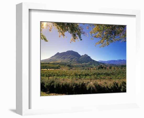 Constantia Wineries, Cape Town, South Africa-Michele Westmorland-Framed Photographic Print