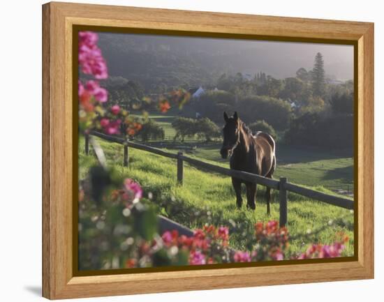 Constantia Winery, Cape Town, South Africa-Stuart Westmoreland-Framed Premier Image Canvas