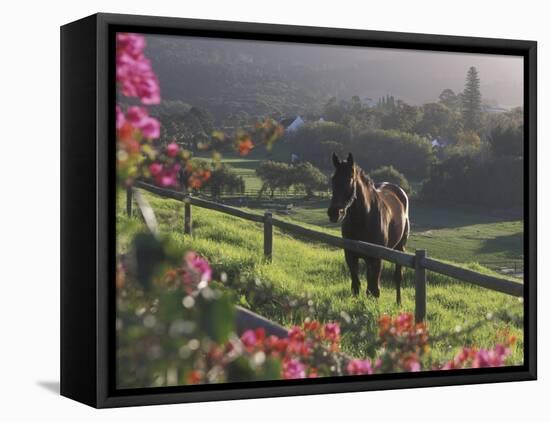 Constantia Winery, Cape Town, South Africa-Stuart Westmoreland-Framed Premier Image Canvas
