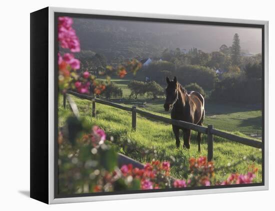 Constantia Winery, Cape Town, South Africa-Stuart Westmoreland-Framed Premier Image Canvas