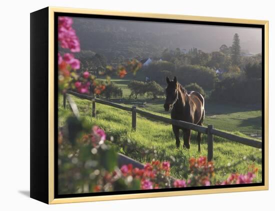 Constantia Winery, Cape Town, South Africa-Stuart Westmoreland-Framed Premier Image Canvas