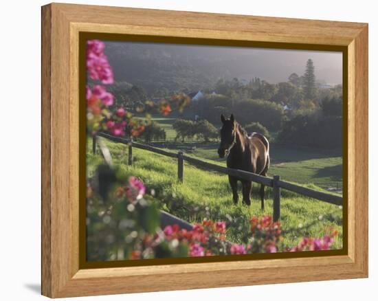 Constantia Winery, Cape Town, South Africa-Stuart Westmoreland-Framed Premier Image Canvas