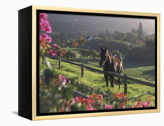 Constantia Winery, Cape Town, South Africa-Stuart Westmoreland-Framed Premier Image Canvas