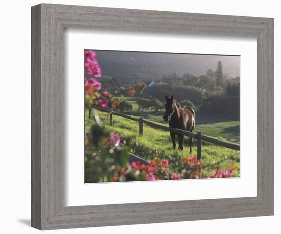 Constantia Winery, Cape Town, South Africa-Stuart Westmoreland-Framed Photographic Print