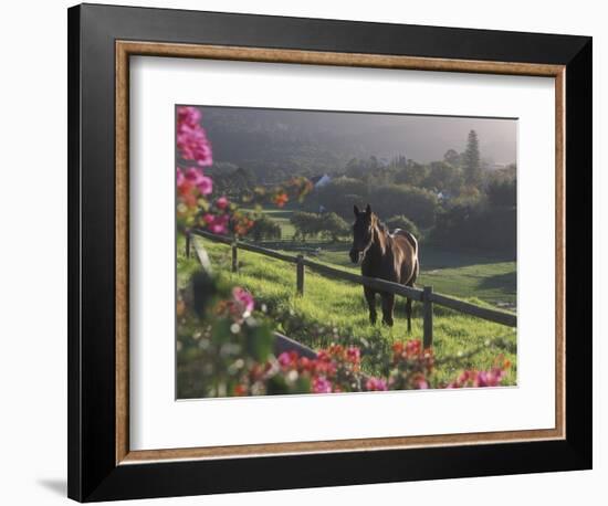 Constantia Winery, Cape Town, South Africa-Stuart Westmoreland-Framed Photographic Print