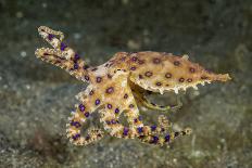 Blue-Ringed Cctopus (Hapalochlaena Lunulata) Swimming During Daytime-Constantinos Petrinos-Photographic Print