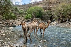 Dromedary Camel (Camelus Dromedarius) Drinking Water From The Web River (Weyib River)-Constantinos Petrinos-Framed Photographic Print