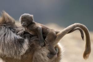 Gelada Baboon (Theropithecus Gelada) Female Carrying Baby by Constantinos Petrinos