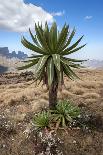 Giant Lobelia (Lobelia Rhynchopetalum) Simien Mountains National Park-Constantinos Petrinos-Photographic Print