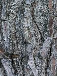 Goat Moth (Cossus Cossus) Camouflaged On Tree Trunk, Killini, Peloponnese, Greece, July-Constantinos Petrinos-Framed Photographic Print