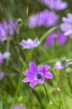 Giant Lobelia (Lobelia Rhynchopetalum) Simien Mountains National Park-Constantinos Petrinos-Photographic Print