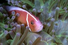 Purple short tentacle mushroom coral, Indonesia-Constantinos Petrinos-Photographic Print