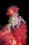 Soft Coral Crab (Hoplophrys Oatesii) Camouflaged On Red Soft Coral (Dendronephthya Sp.)-Constantinos Petrinos-Photographic Print