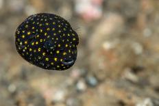 Blue-Ringed Cctopus (Hapalochlaena Lunulata) Swimming During Daytime-Constantinos Petrinos-Photographic Print