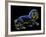 Constellation of Leo, Artwork-Chris Butler-Framed Photographic Print