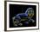 Constellation of Leo, Artwork-Chris Butler-Framed Photographic Print